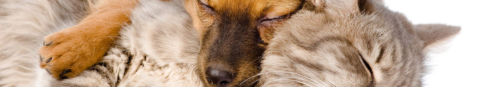 cat and dog sleeping together. isolated on white background cat and dog sleeping together. isolated on white background